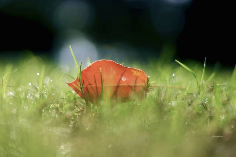 秋叶静卧绿草间图片