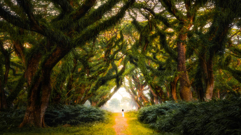 幽静林间小径图片