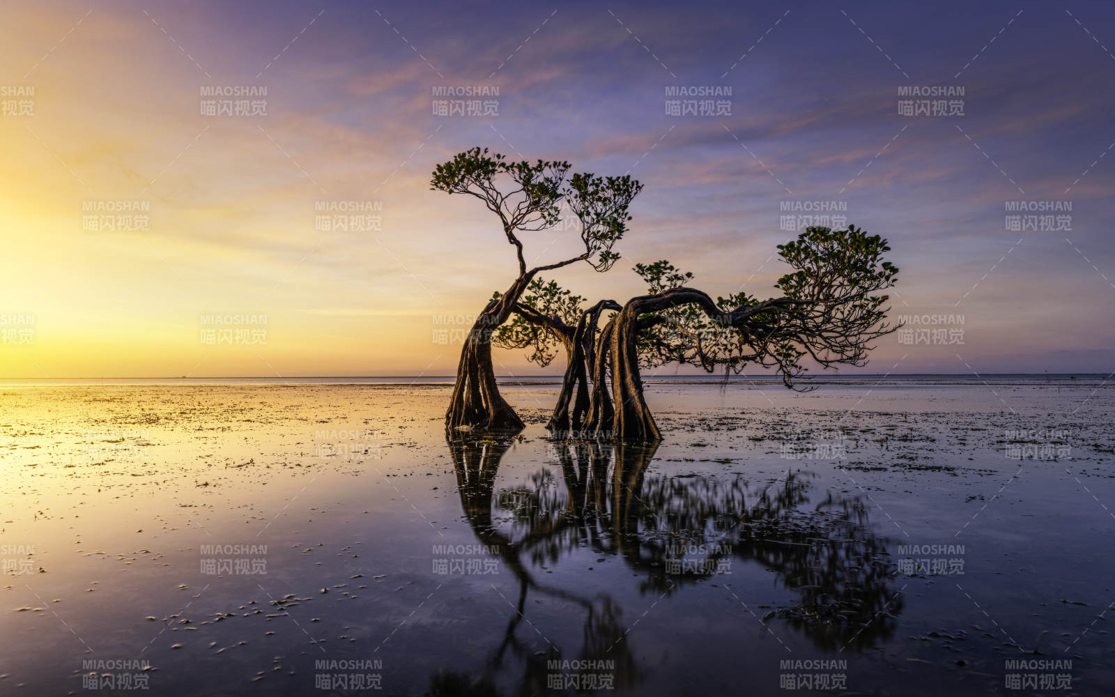 夕阳下的孤独树影图片