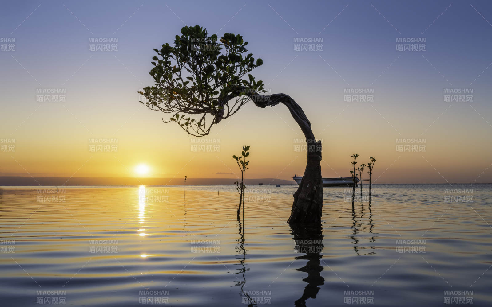 水中孤树映夕阳图片