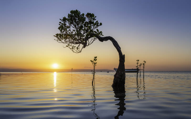 水中孤树映夕阳图片