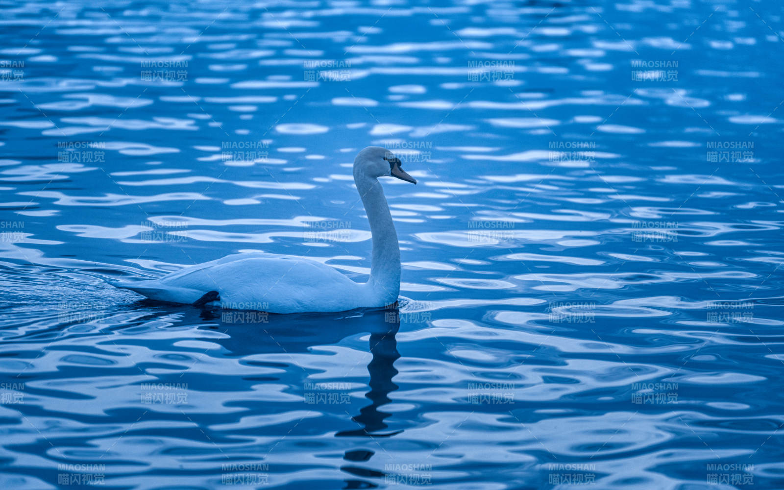 湖中天鹅静谧游弋图片