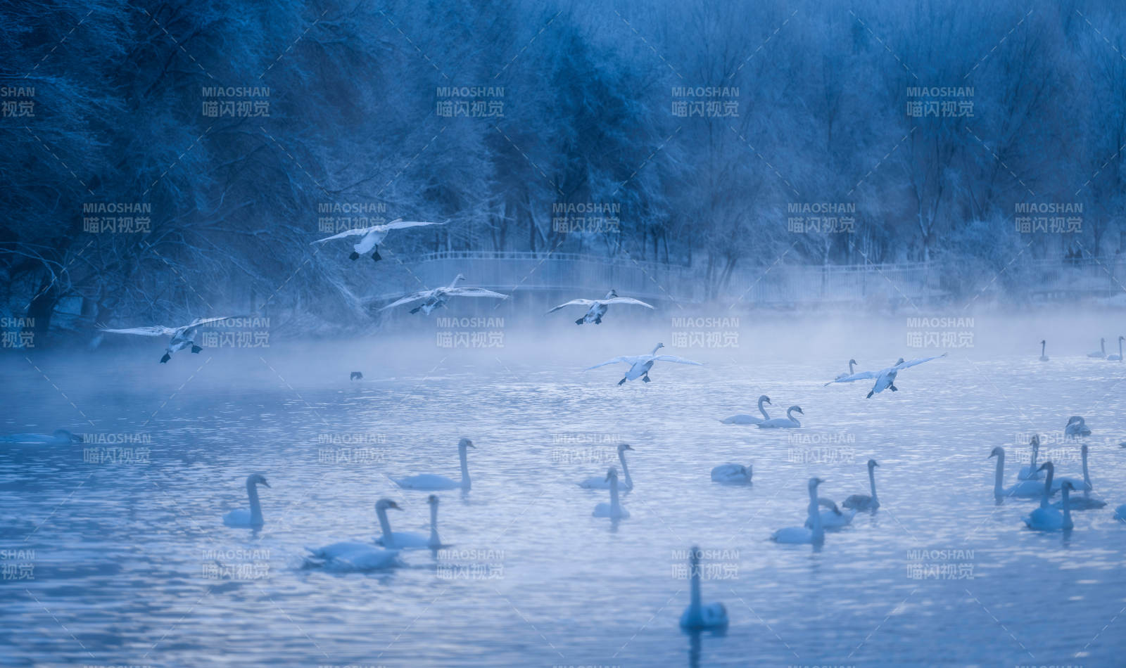 冬日湖畔天鹅舞图片