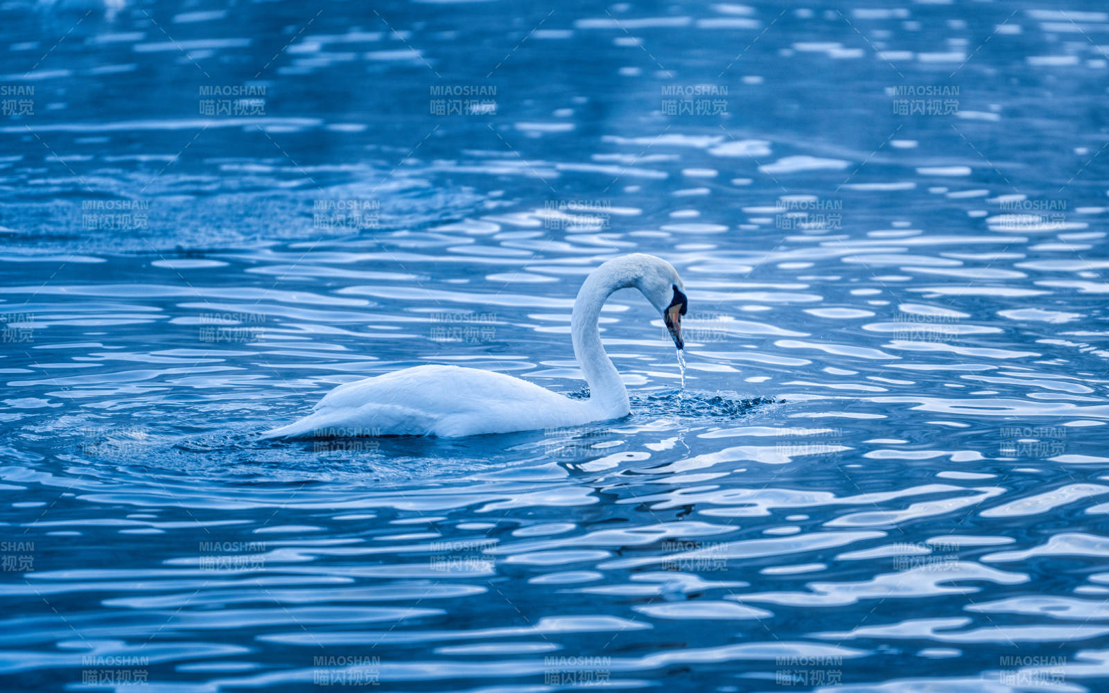 湖中天鹅静谧游弋图片