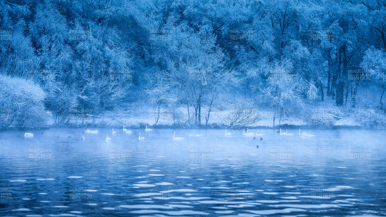 冬日湖畔天鹅静谧图图片