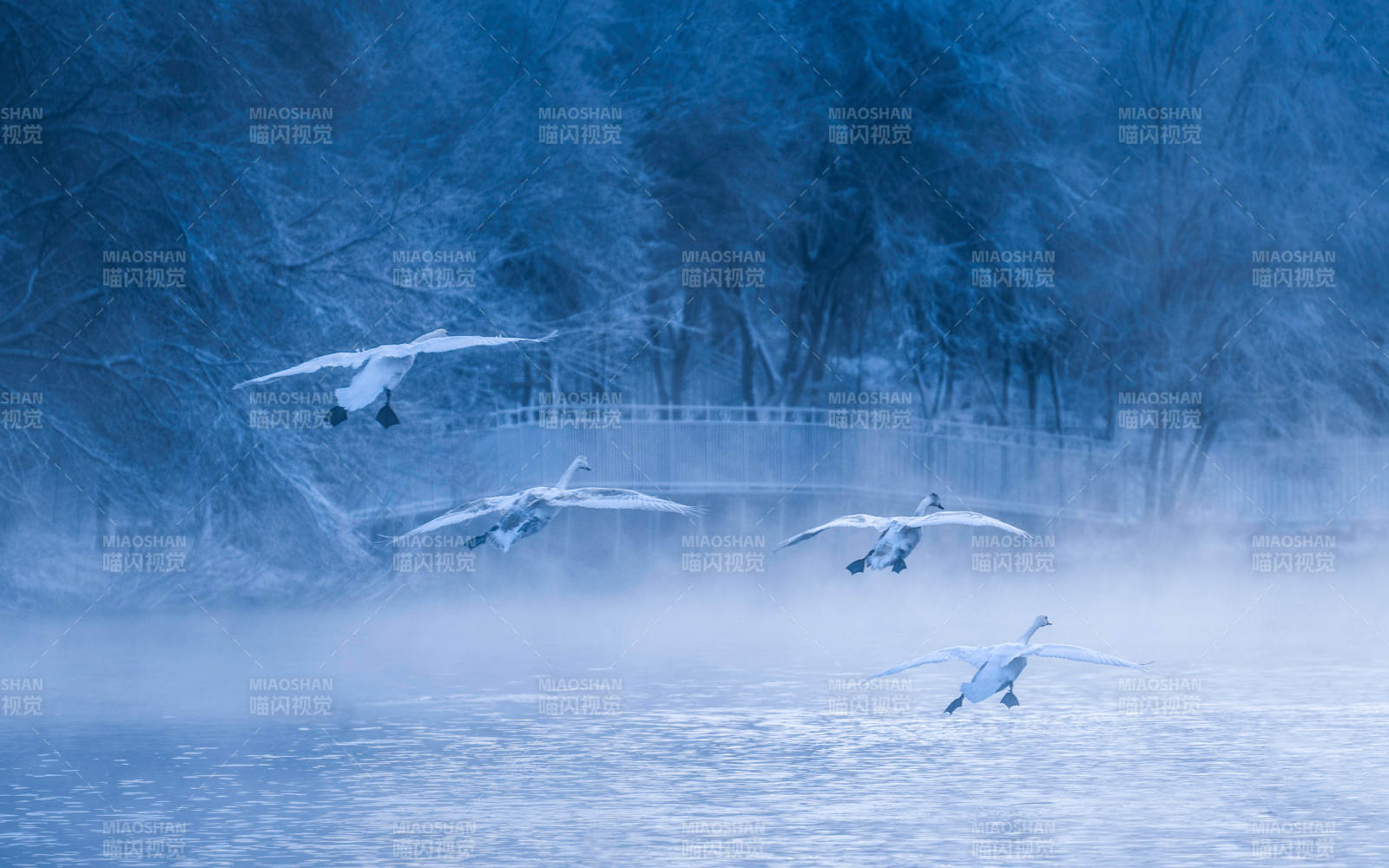 冬日湖面天鹅飞翔图片