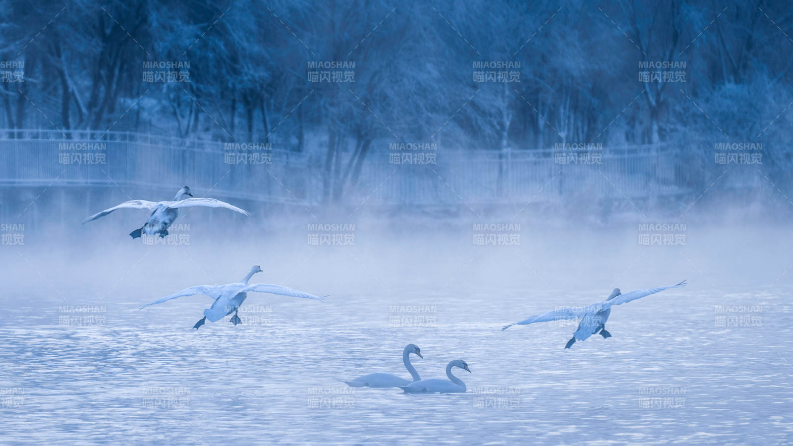 冬日天鹅湖雾中飞翔图片