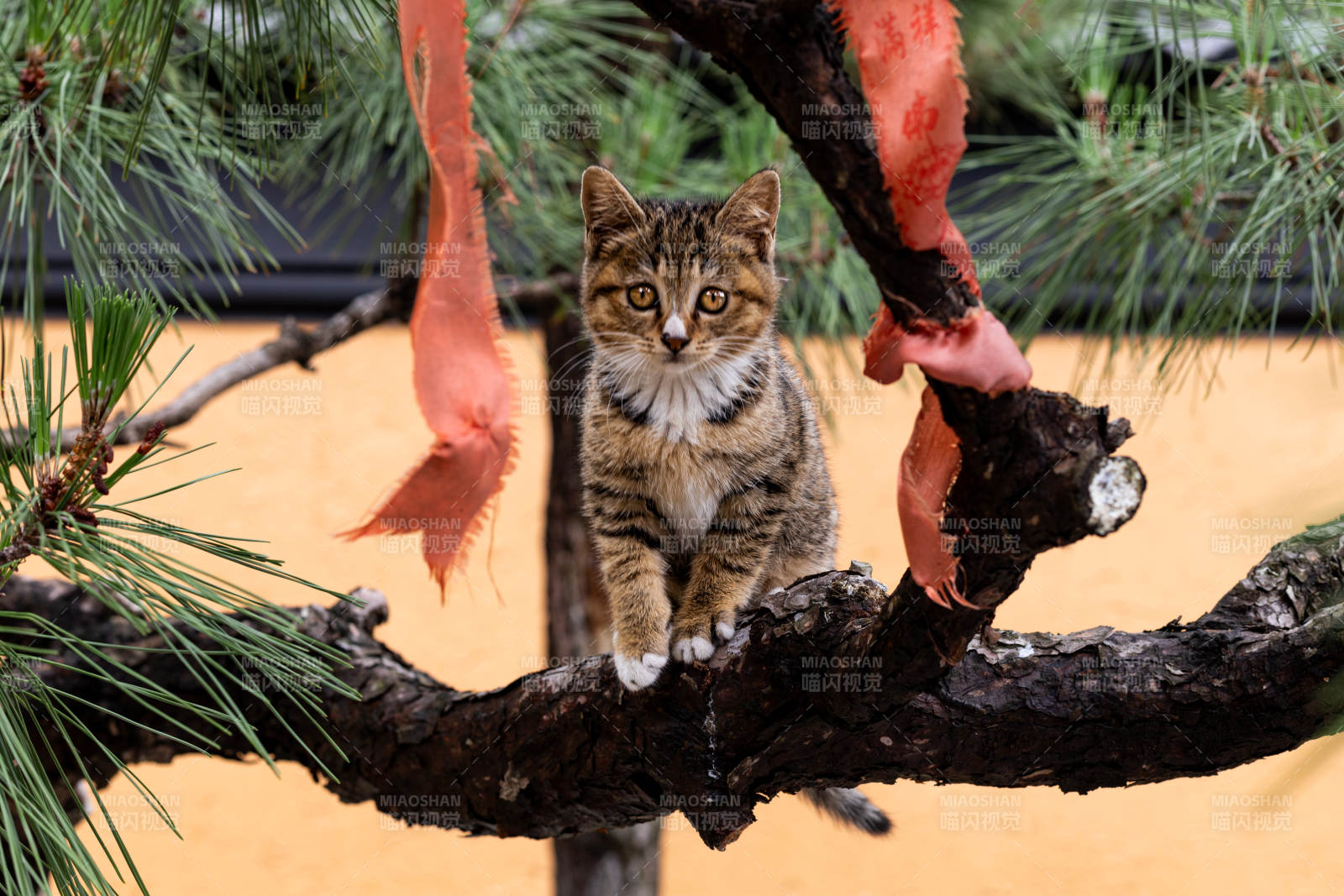 松枝上的小猫图片