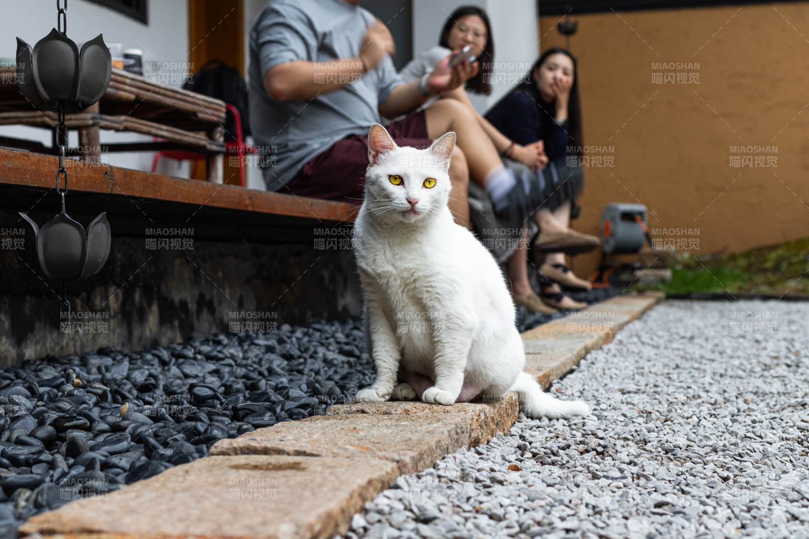白猫庭院悠闲时光图片