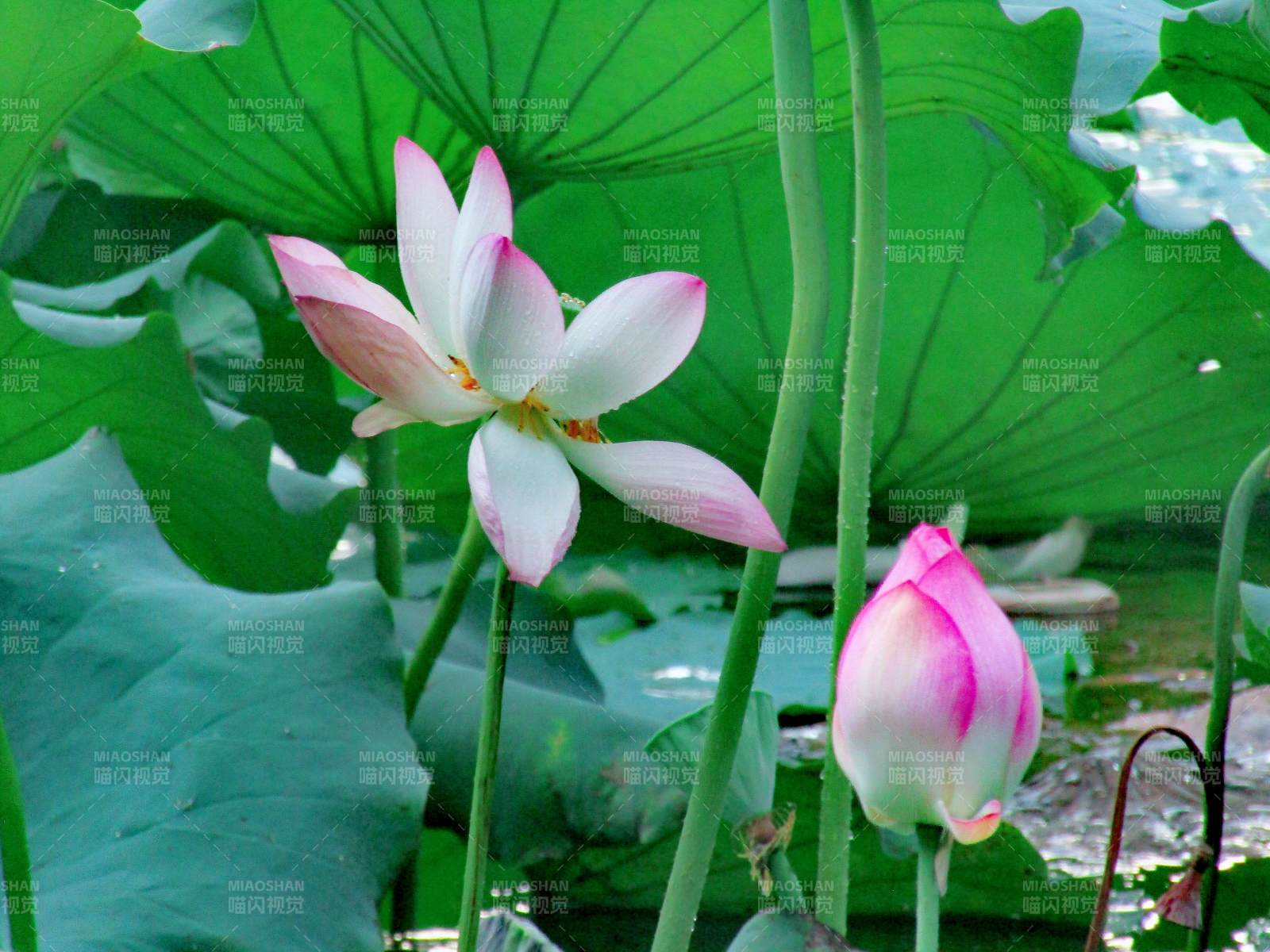 荷塘清影 莲花绽放图片