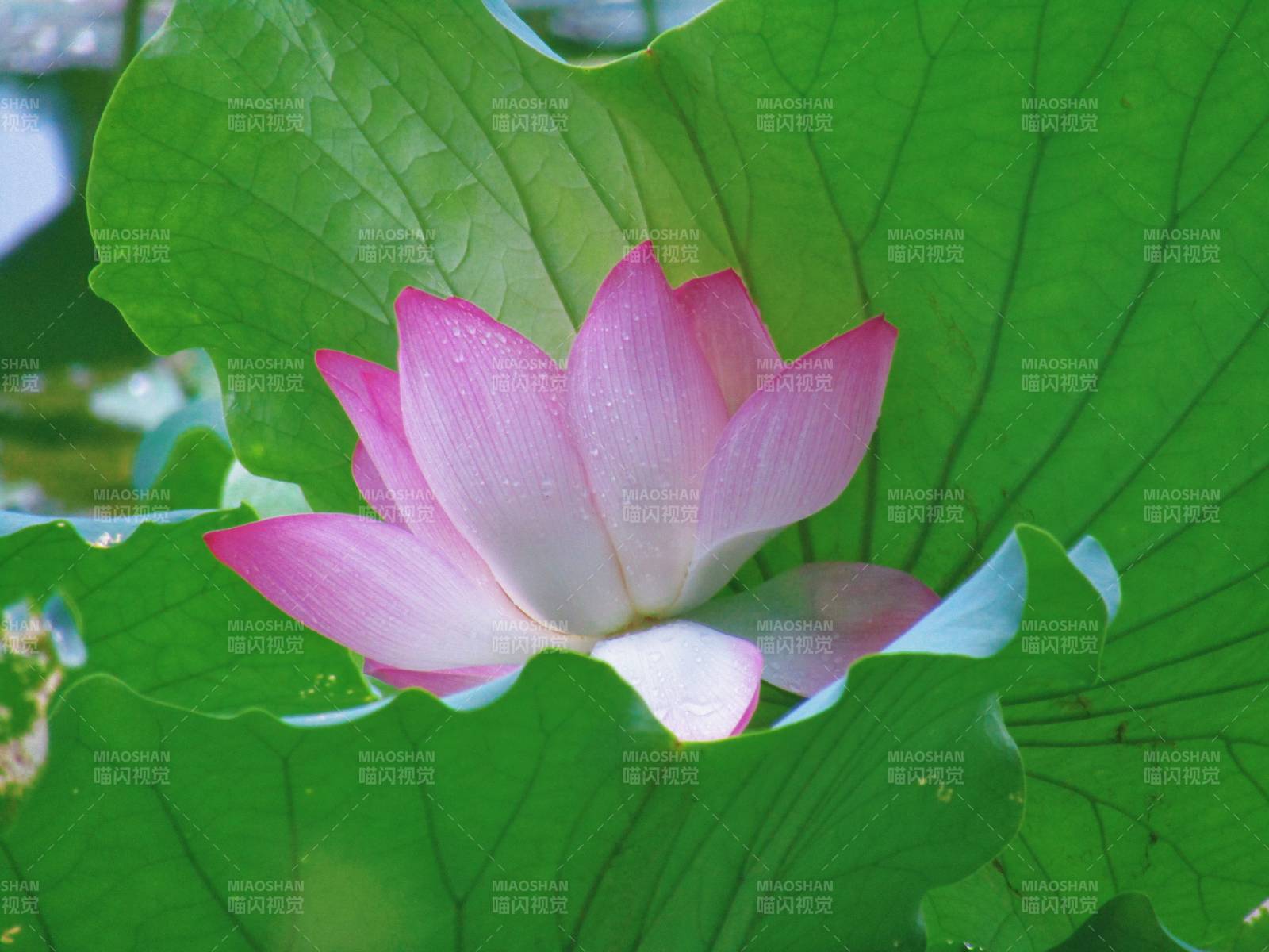 粉嫩莲花映绿叶图片