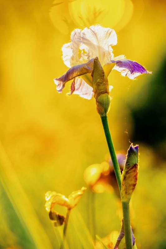 阳光下的鸢尾花图片