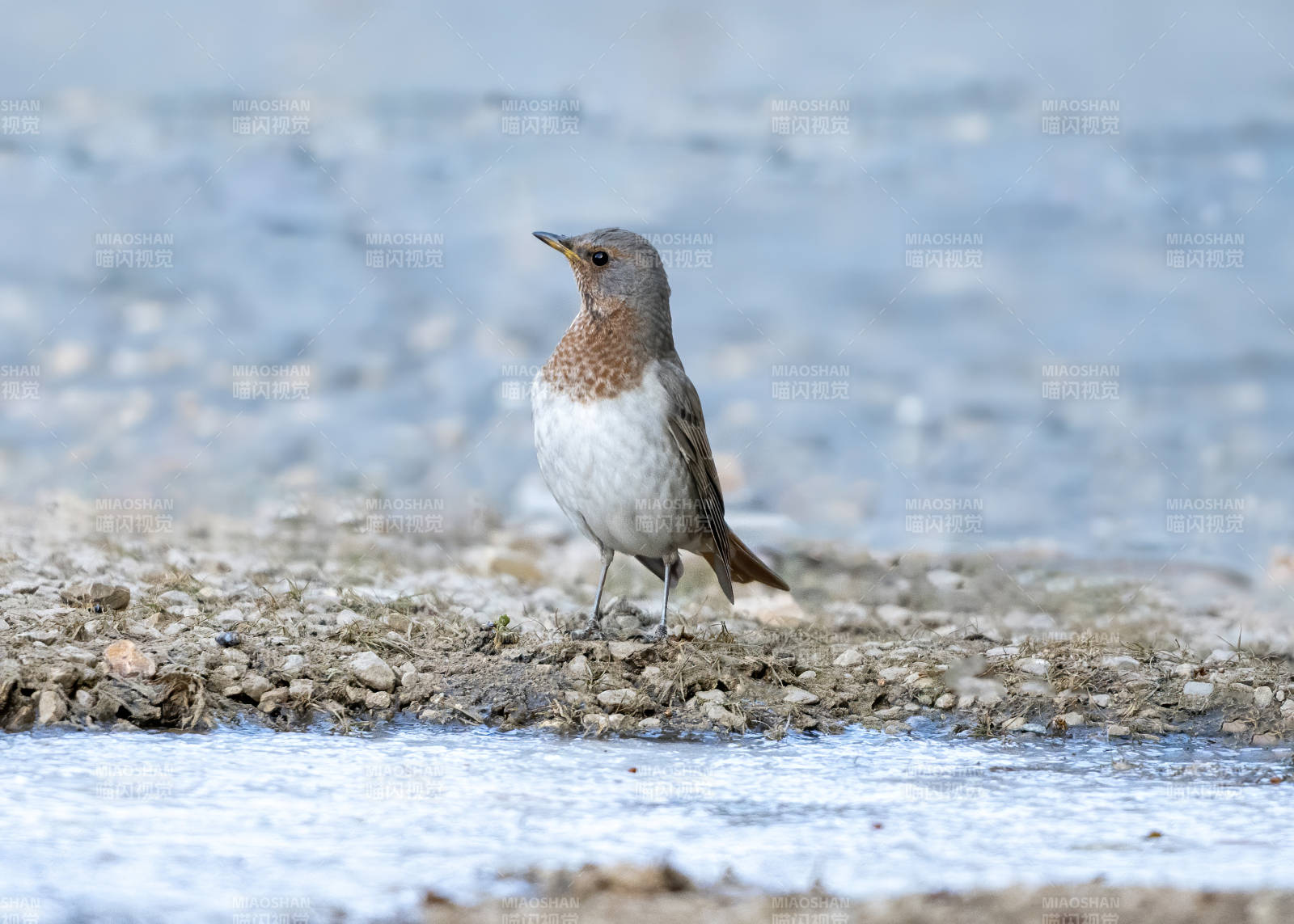 河边的鸟儿静立图片