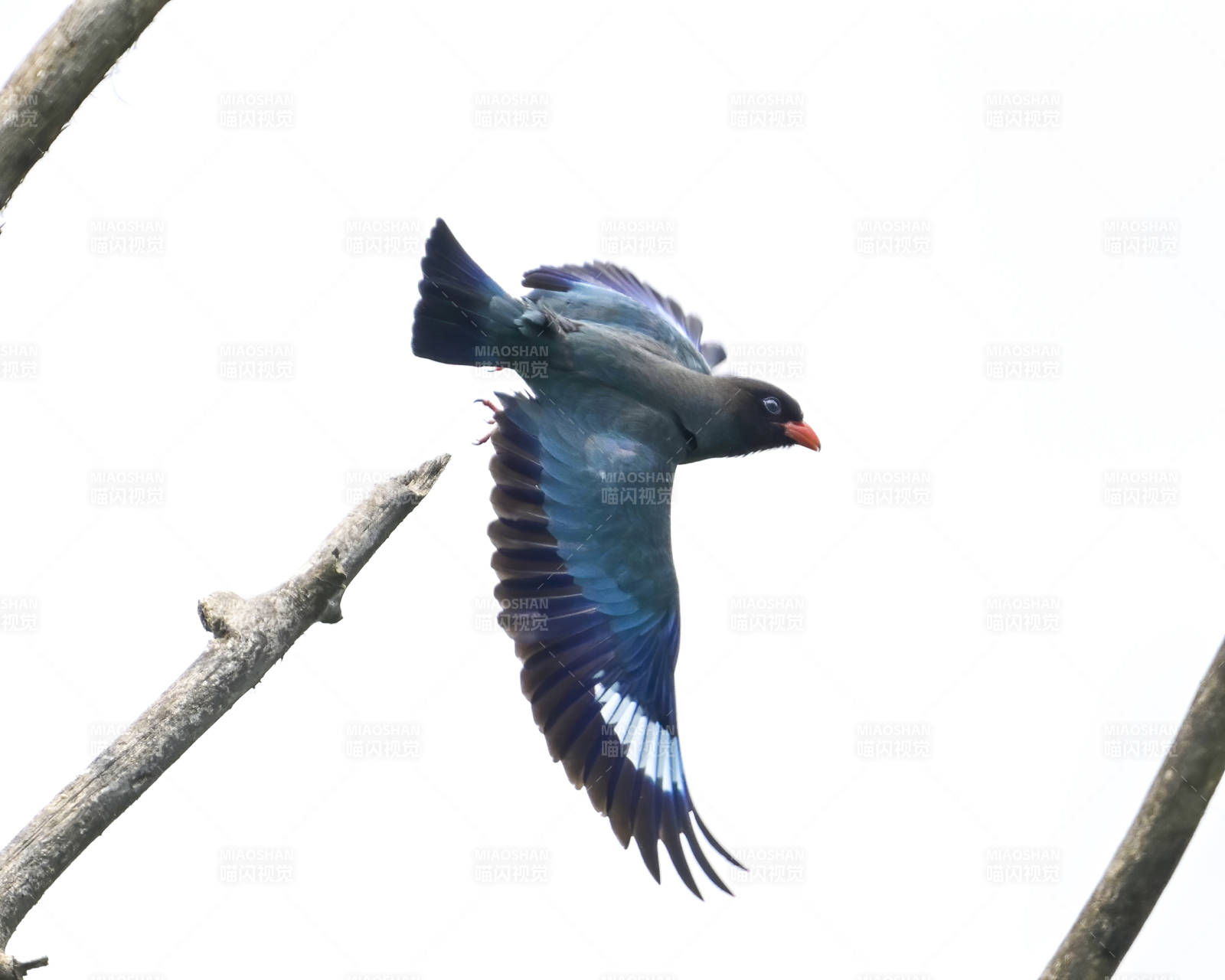 飞翔的三宝鸟图片