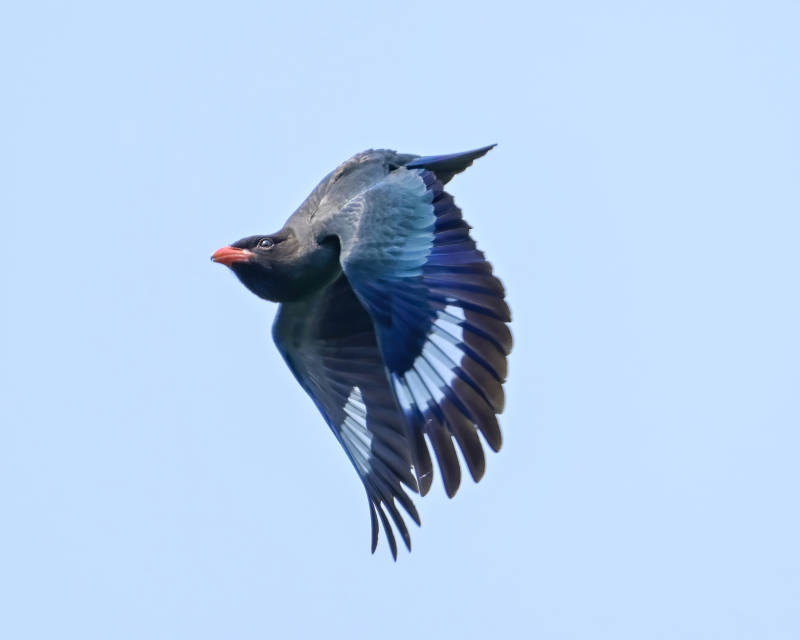 飞翔的蓝鸟图片