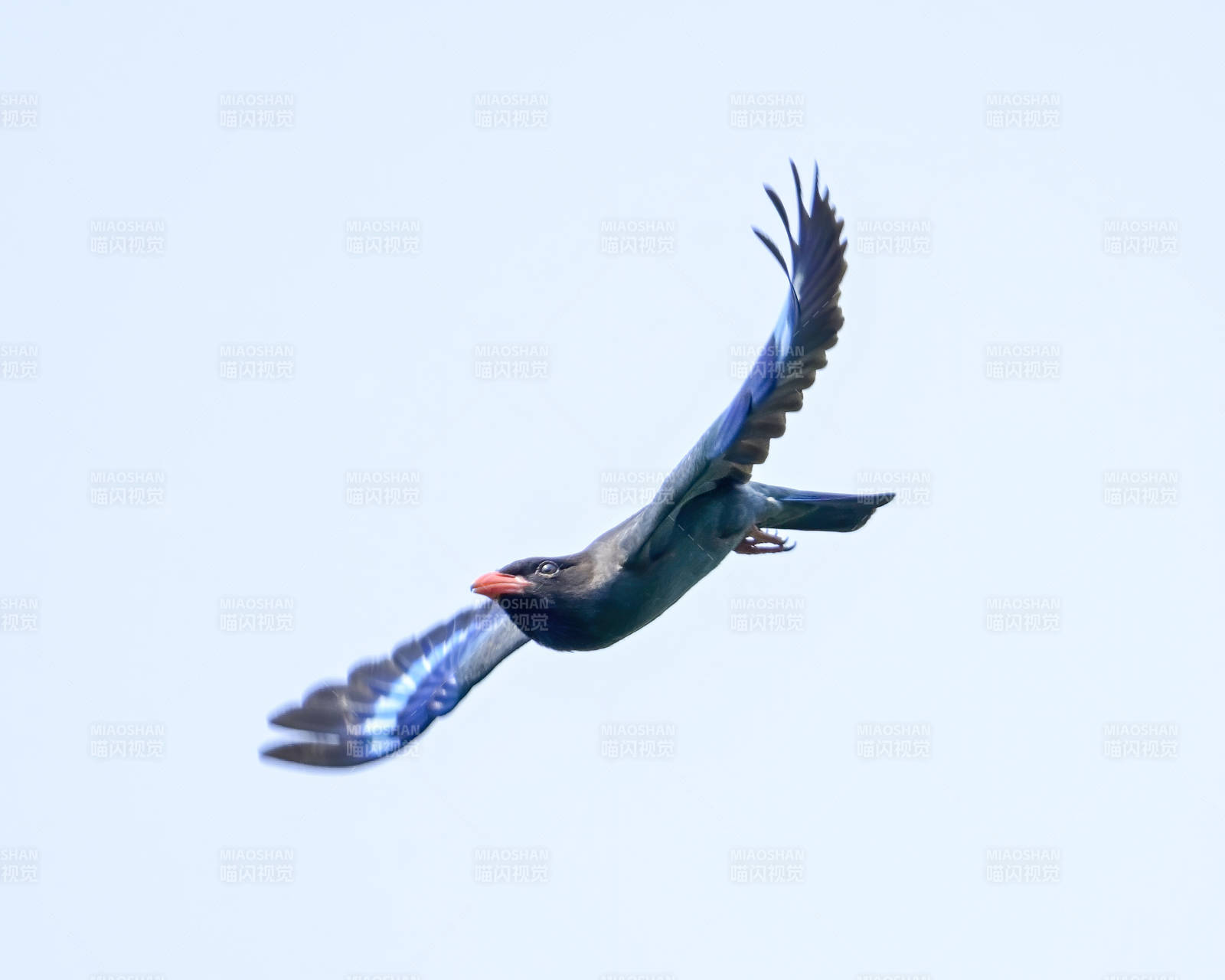 飞翔的蓝鸟图片