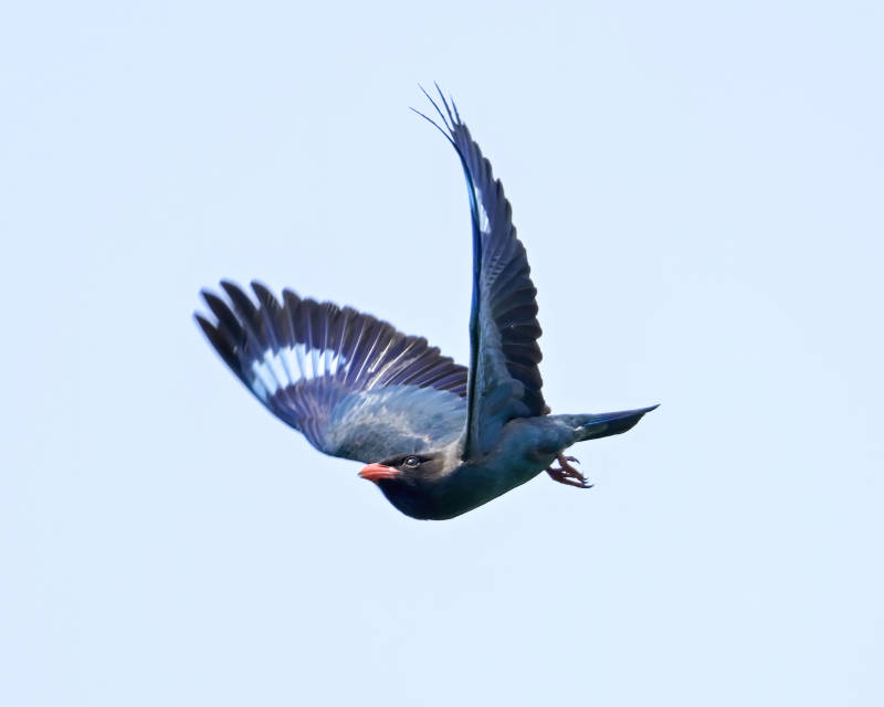 飞翔的三宝鸟图片