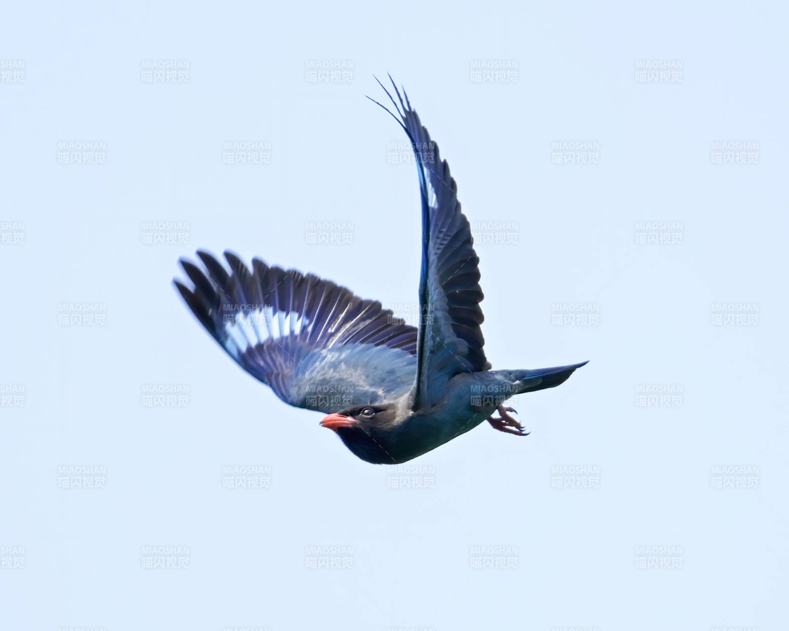 飞翔的三宝鸟图片