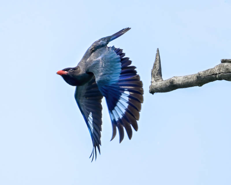 飞翔的蓝鸟图片