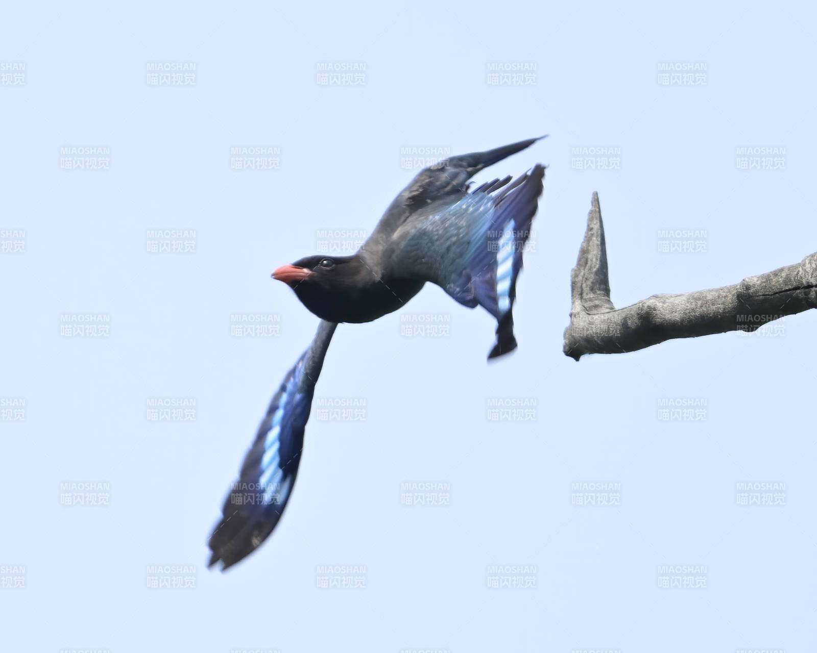 飞翔的蓝鸟与枯枝图片