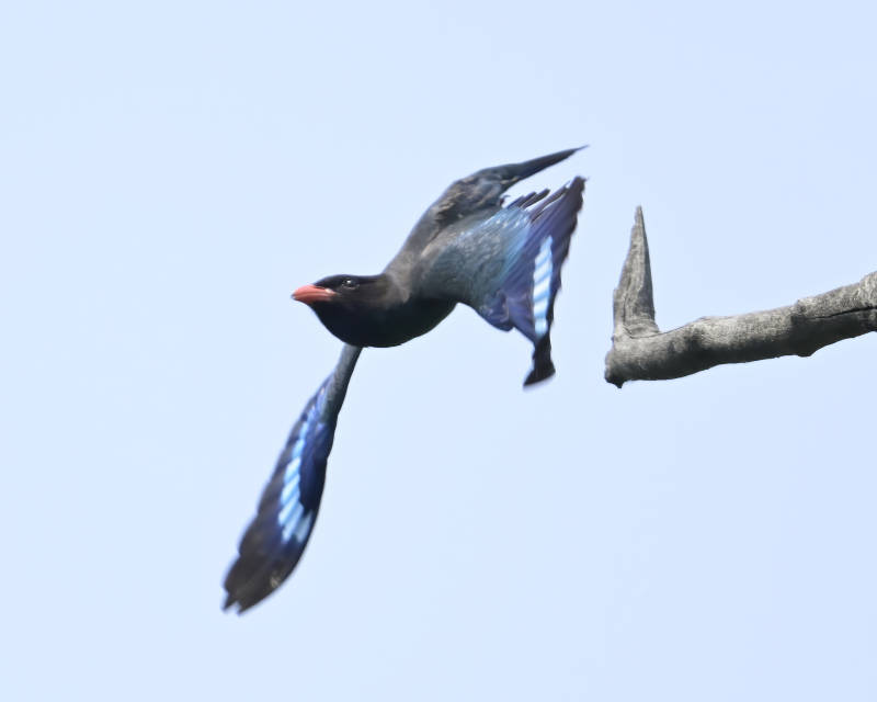 飞翔的蓝鸟与枯枝图片