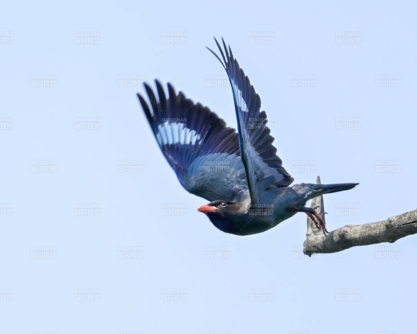 飞翔的蓝鸟图片