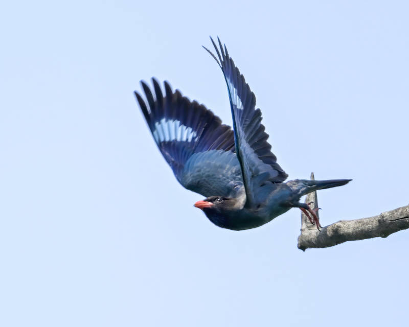 飞翔的蓝鸟图片