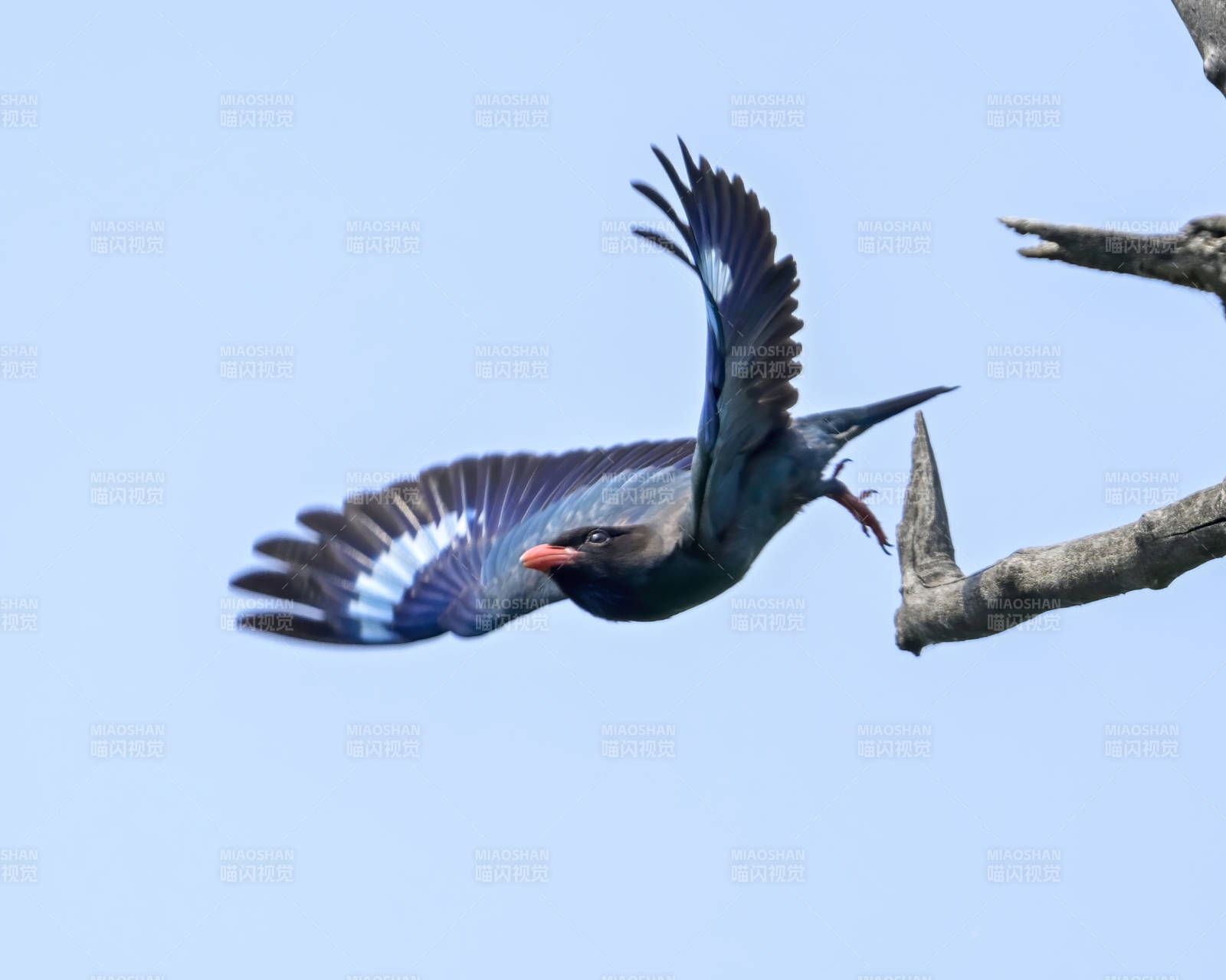 飞翔的蓝鸟捕食瞬间图片