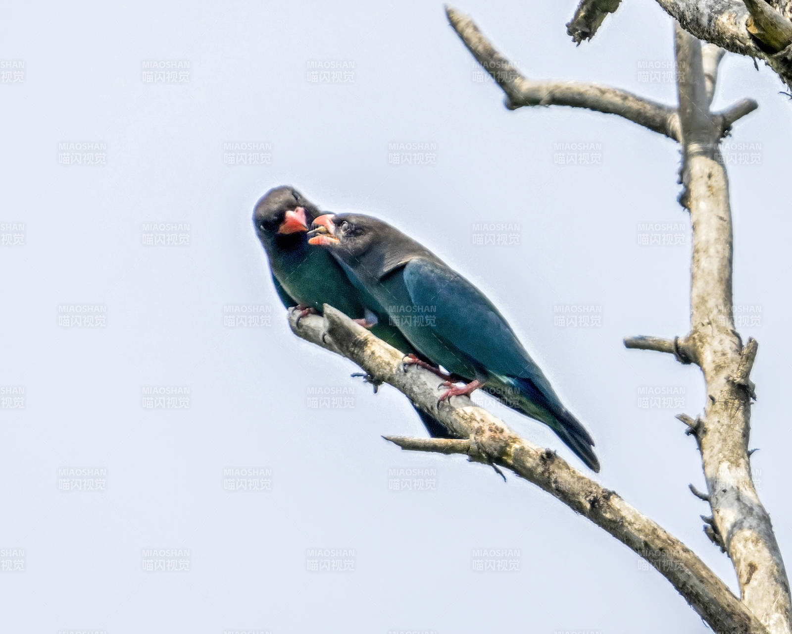 蓝鹊树上亲昵瞬间图片