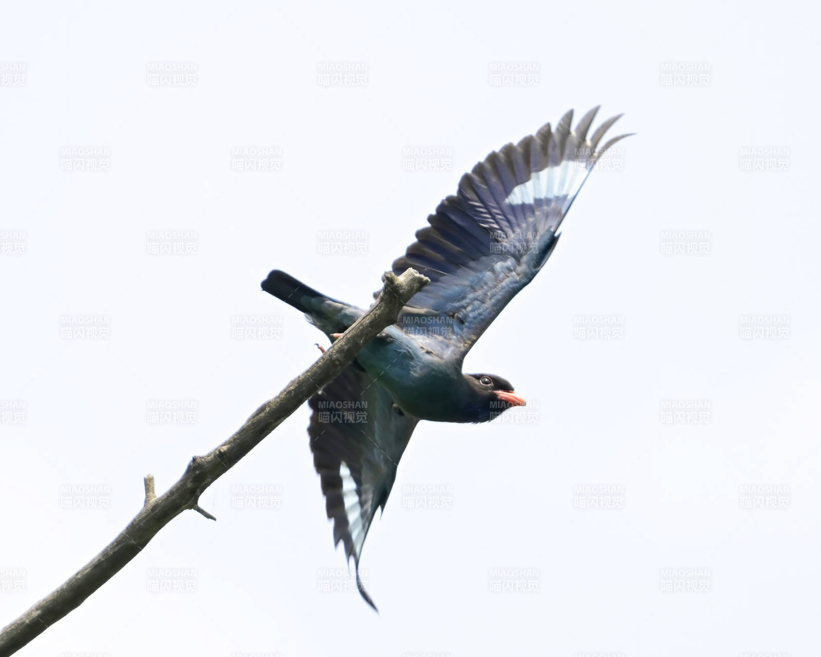三宝鸟展翅飞翔瞬间图片
