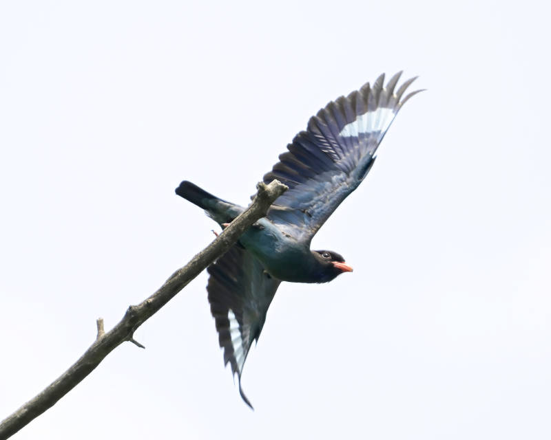 三宝鸟展翅飞翔瞬间图片