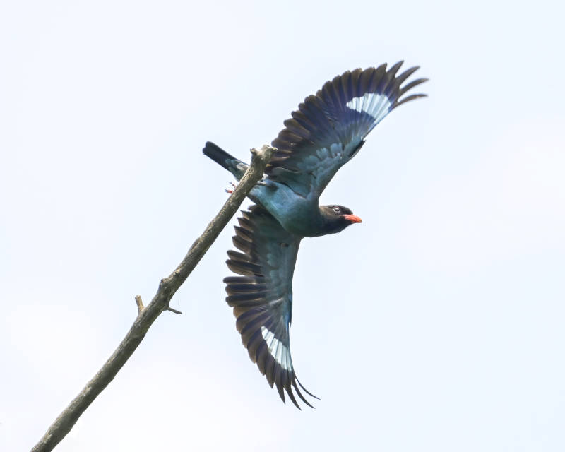 三宝鸟展翅飞翔瞬间图片