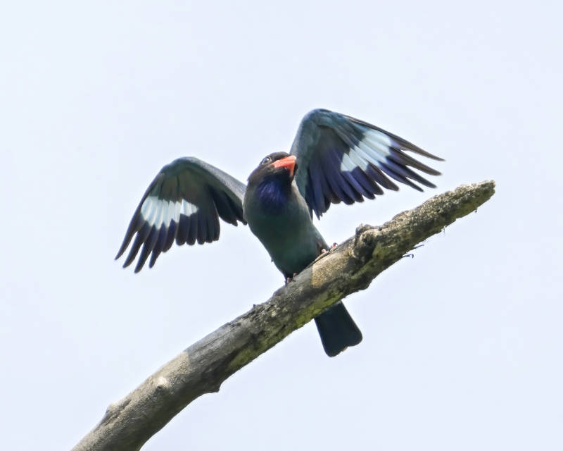 三宝鸟展翅栖息枝头图片