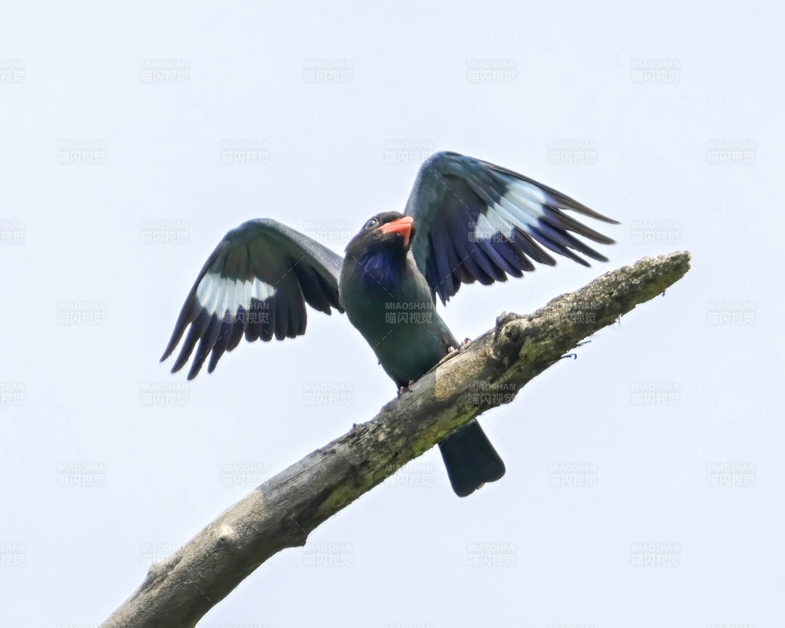 三宝鸟展翅栖息枝头图片