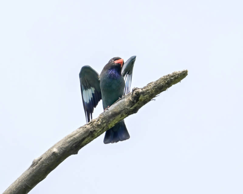蓝胸佛法僧展翅枝头图片