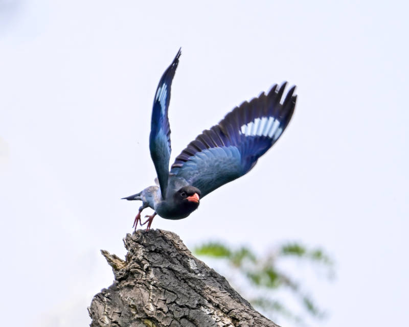 蓝鸟展翅 栖息树顶图片
