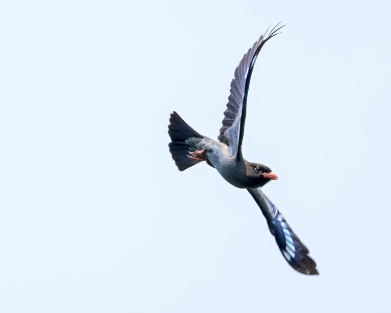 飞翔的蓝鸟图片