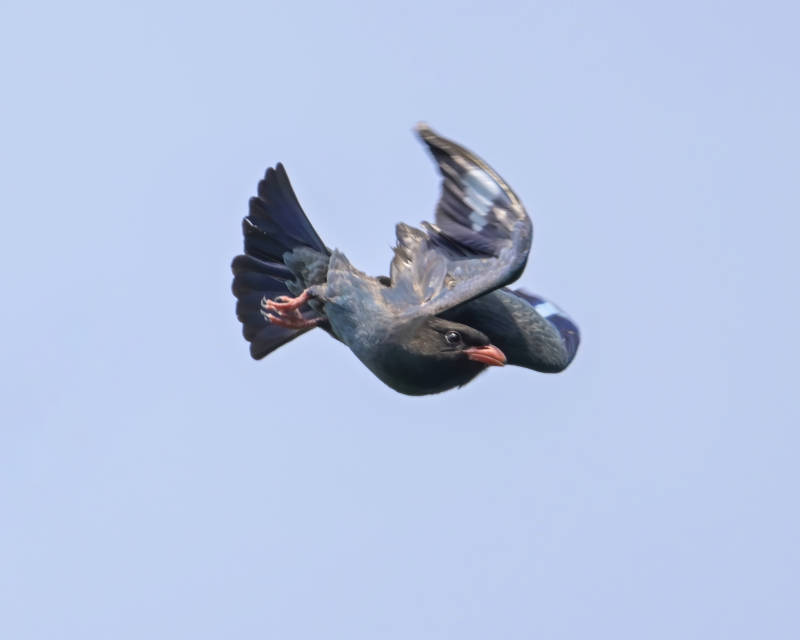 飞翔的蓝鸟图片