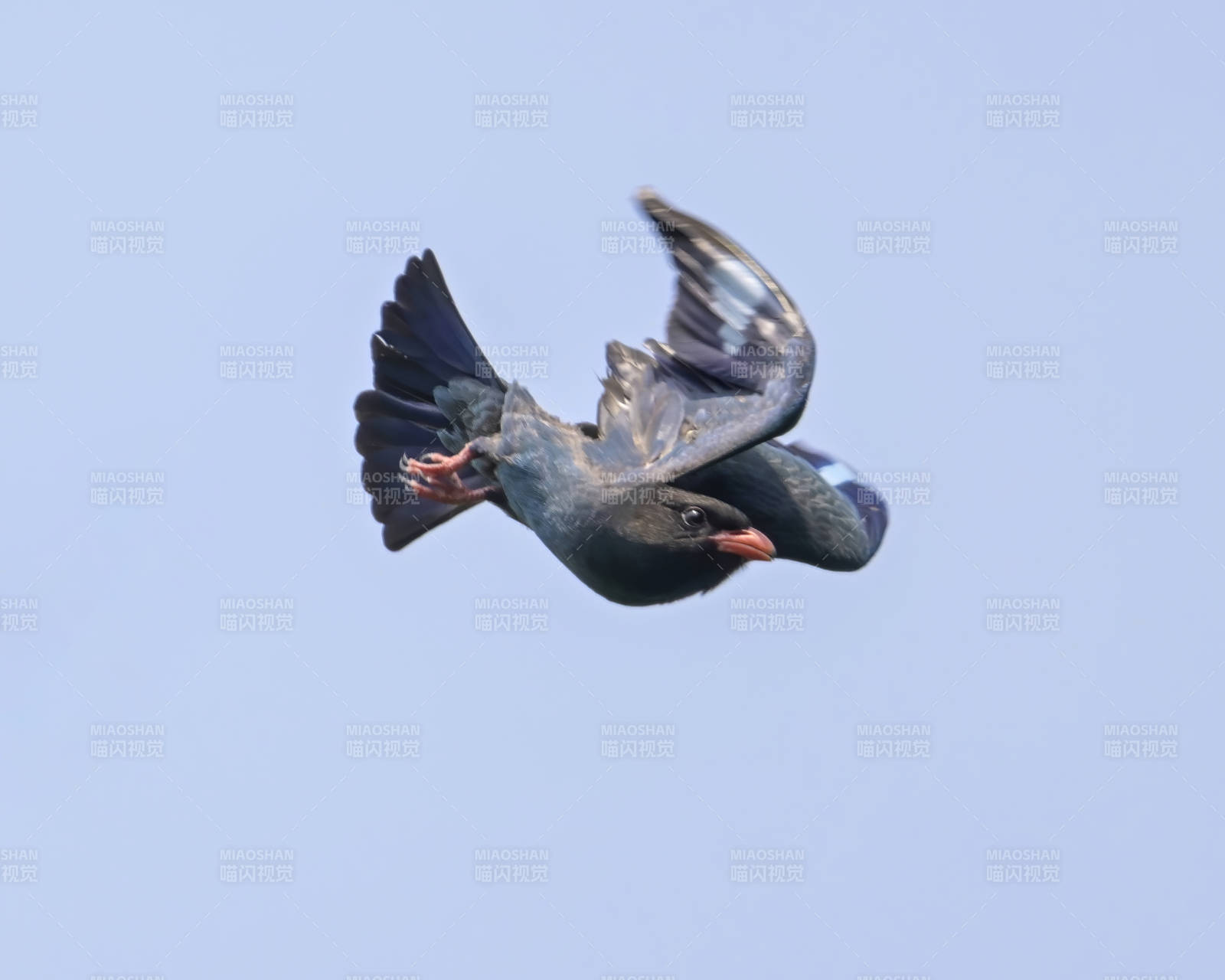 飞翔的蓝鸟图片