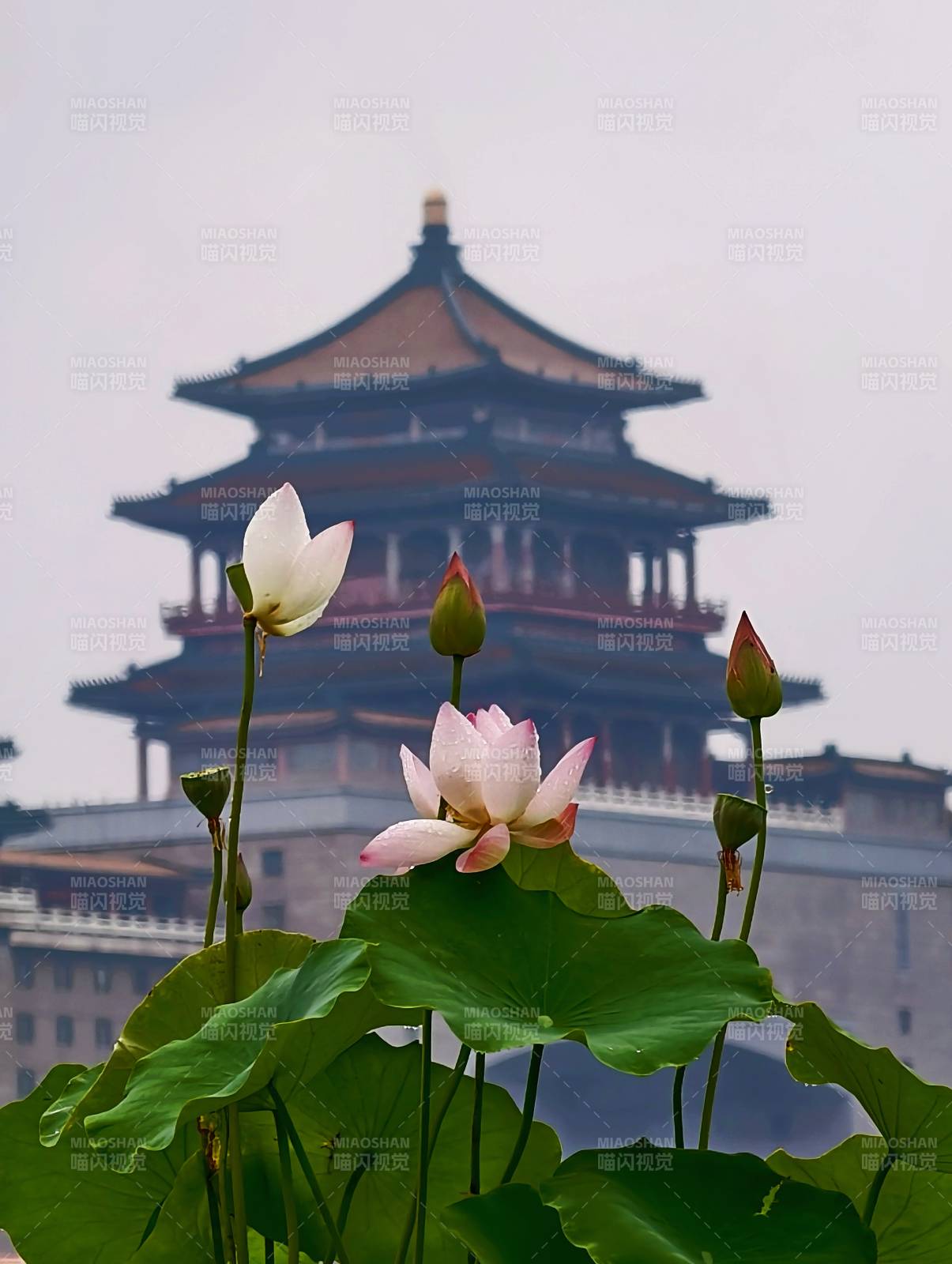 莲花池公园莲花映衬古塔景致图片