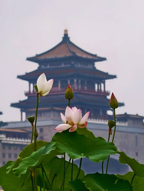 莲花池公园莲花映衬古塔景致图片