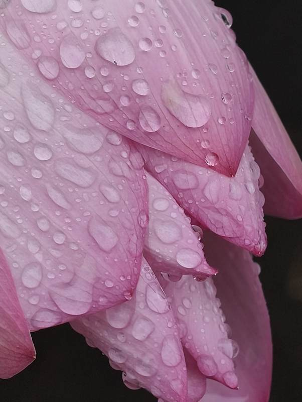 雨后粉莲 晶莹剔透图片