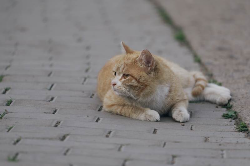 悠闲的橘猫图片