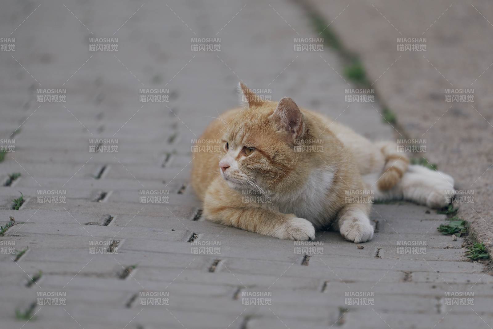 悠闲的橘猫图片