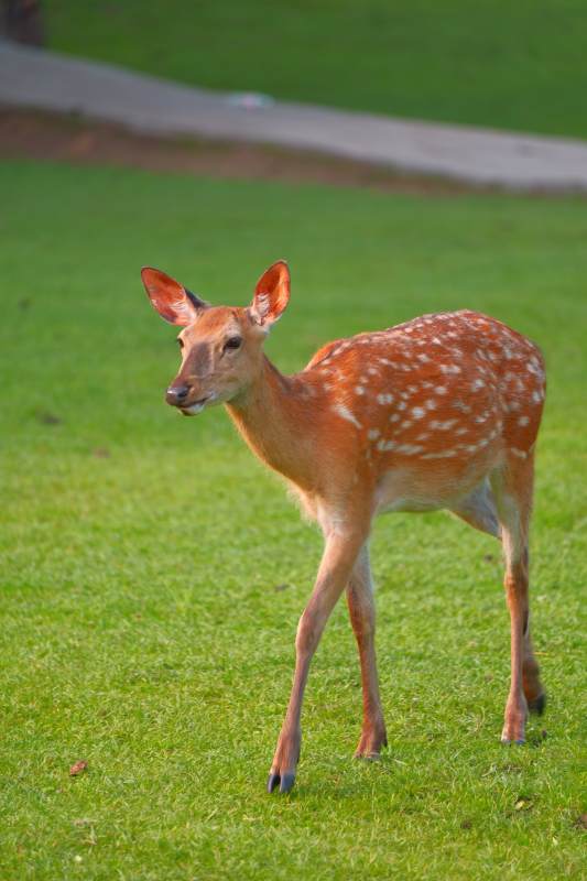 小鹿在草地上漫步图片