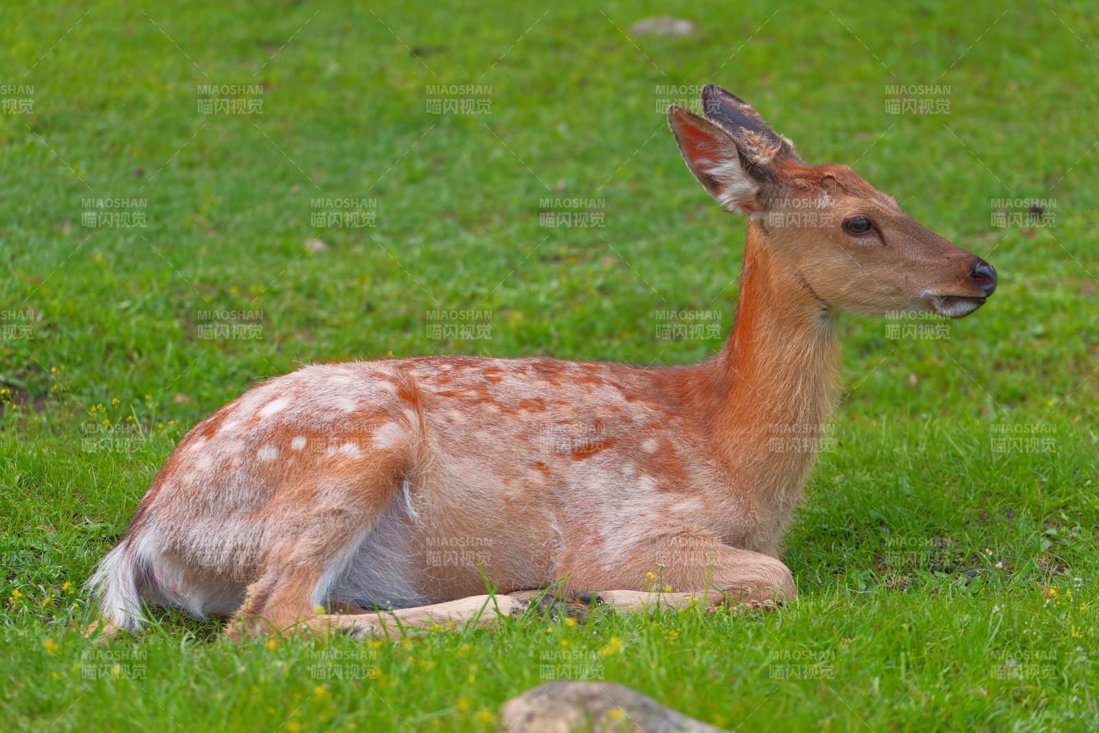 草地上的小鹿图片