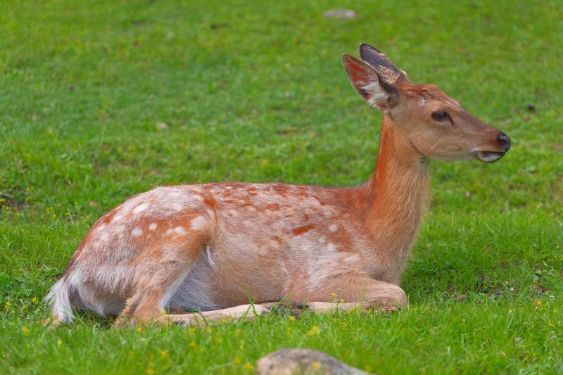 草地上的小鹿图片