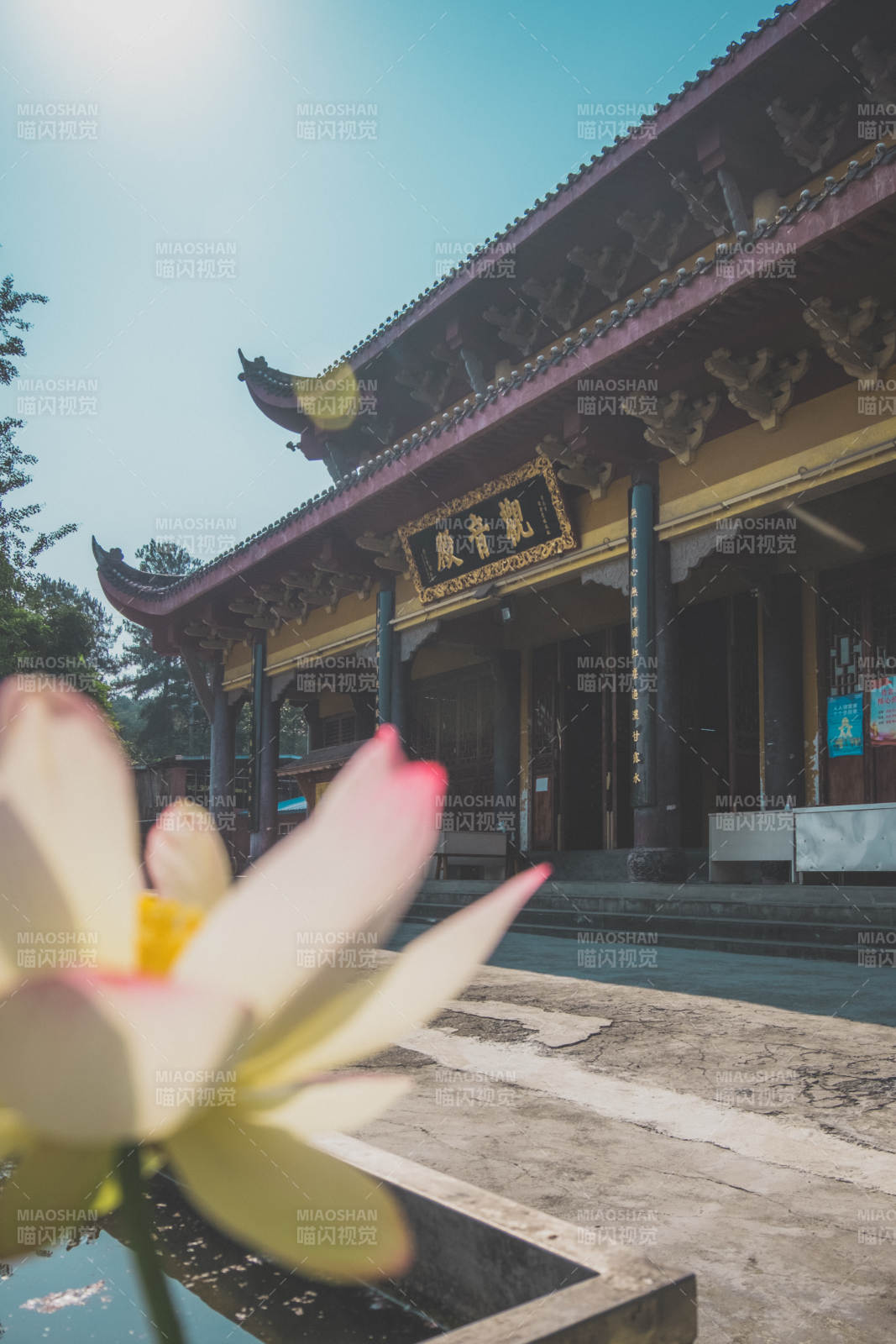 古寺莲花映晴空图片