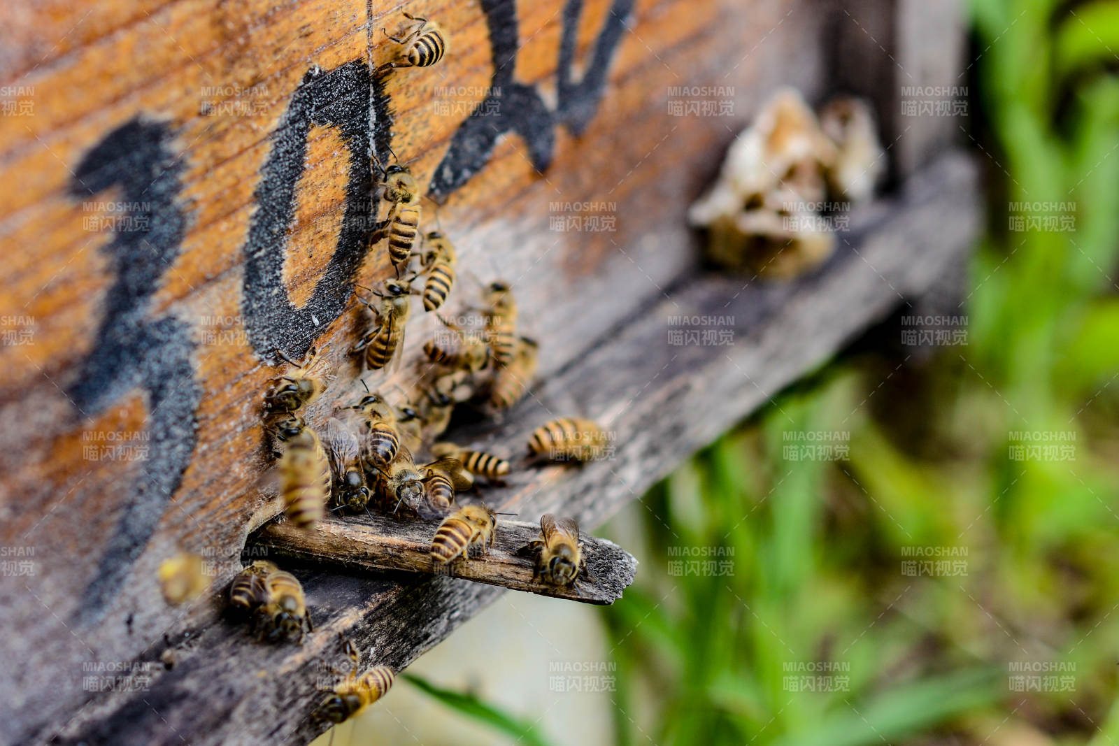 蜂箱门口蜜蜂忙碌进出图片