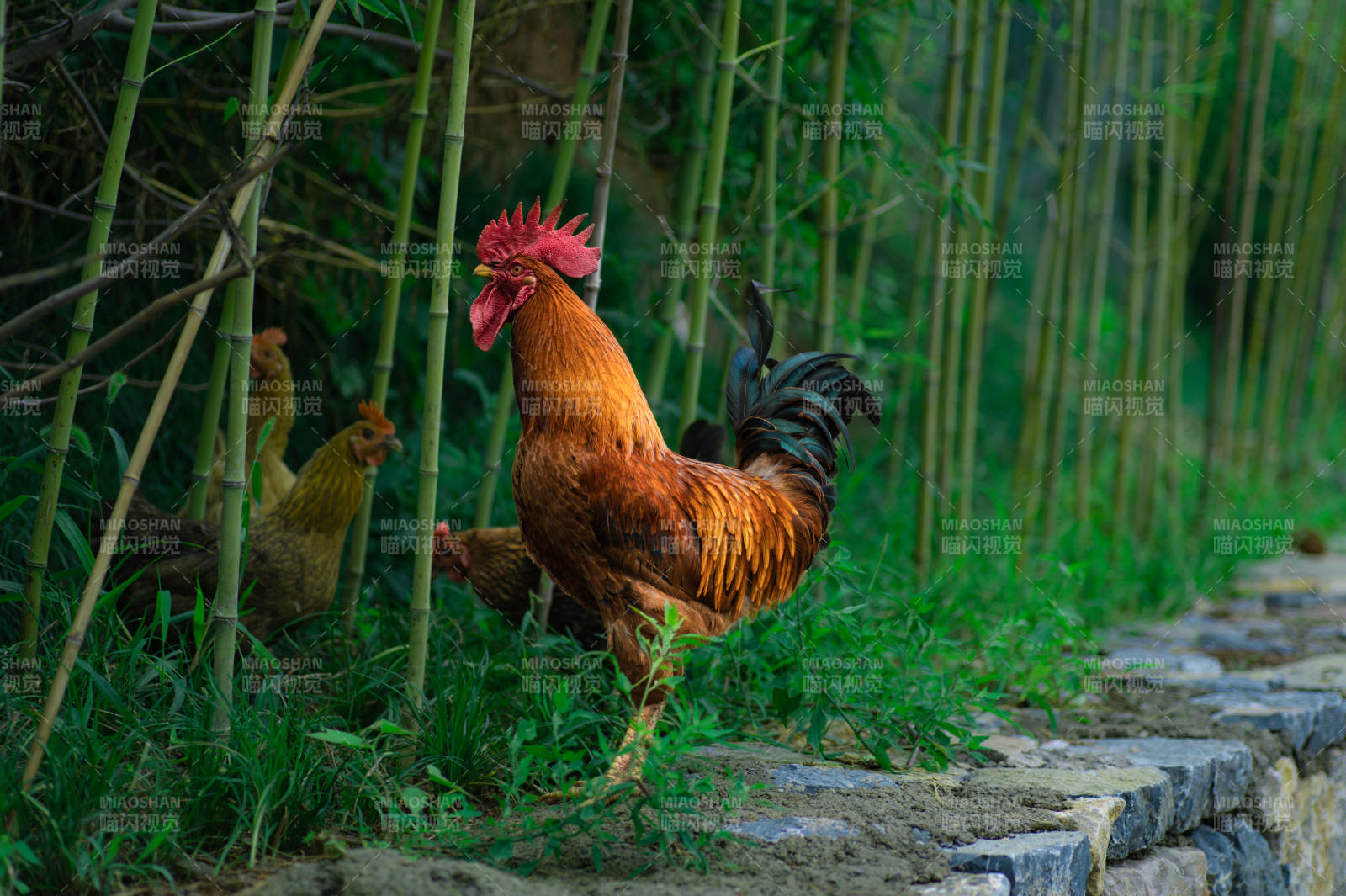 竹林中的公鸡与母鸡图片